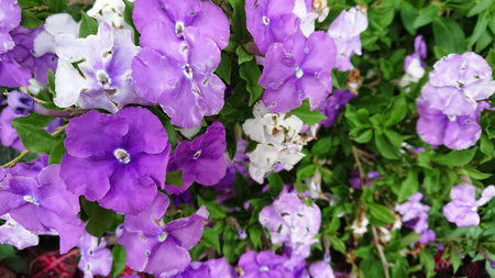 A close-up of beautiful purple and white flowers with lush green leaves in the background, capturing the vibrant colors of nature.の写真素材