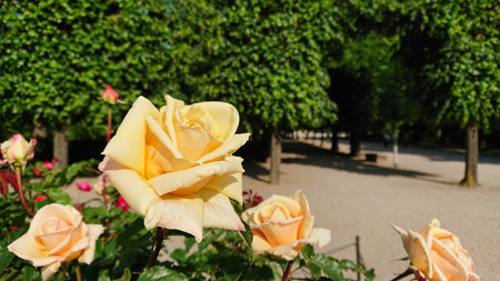 Close-up of delicate yellow roses in full bloom, illuminated by bright sunlight. The background features lush green trees and a serene park path.の写真素材