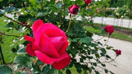 A close-up of a rich red rose in full bloom surrounded by green leaves and other roses in a serene garden under natural daylightの写真素材