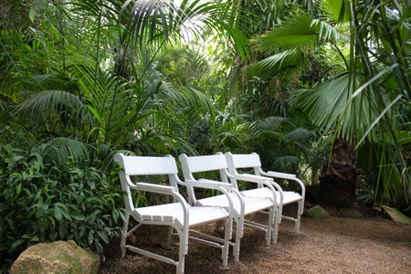 A serene scene featuring three white benches placed among vibrant tropical plants and lush greenery in a peaceful garden settingの写真素材