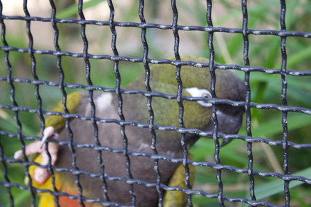Close-up of a colorful parrot standing behind a wire mesh in a zoo. The bird's vibrant plumage is...