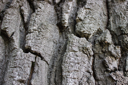 Close-up of intricate tree bark texture, showing natural patterns and rugged surface, ideal for backgrounds or nature-related themes.の写真素材