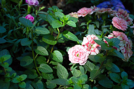 A close-up of vibrant pink and purple flowers with fresh green leaves in a garden under natural light, showing detailed textures and colors.の写真素材