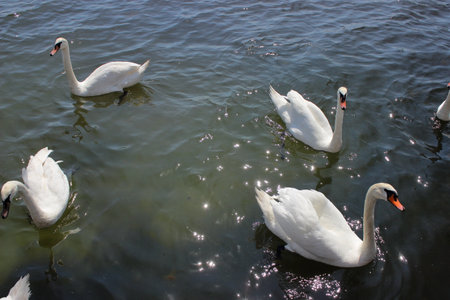 Several white swans floating together on calm sea water with sunlight reflections creating a peaceful natural scene.の写真素材