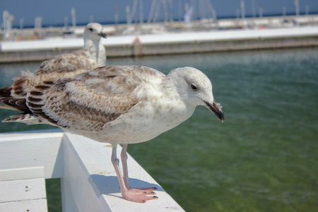 Close view of seagull standing on white pier railing with another bird in background and calm green sea under blue sky.の写真素材