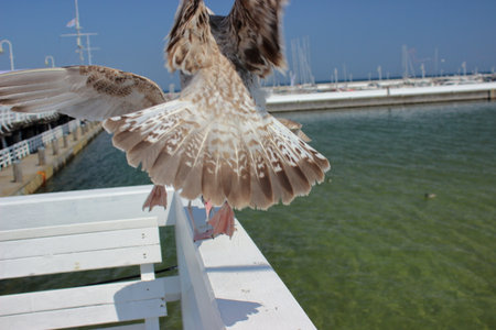 Close-up of two seagulls spreading wings on white railing of Sopot pier above green sea water on a sunny summer day.の写真素材