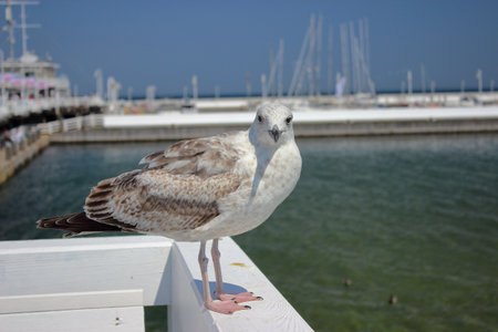 Seagull standing on white wooden railing at Sopot pier with yachts and marina in the background on a bright sunny summer day.の写真素材