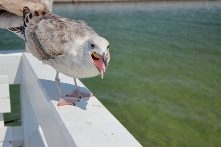 Close-up shot of a seagull perched on white pier railing with open beak above green seawater on a sunny day in Sopot, Poland.の写真素材