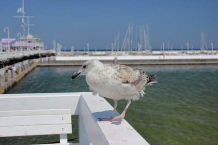 Close-up of seagull perched on white wooden railing at Sopot pier with marina, yachts, and blue sky in the background on a bright summer day.の写真素材