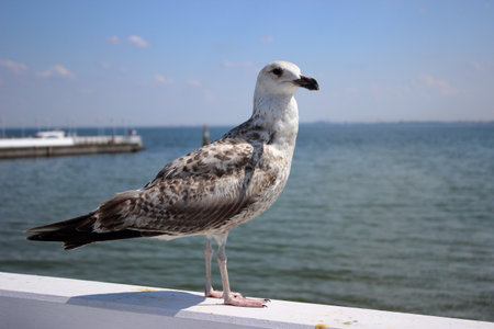 Seagull standing on white wooden railing above Baltic Sea at the pier in Sopot, Poland, with calm water and clear blue sky in the background.の写真素材