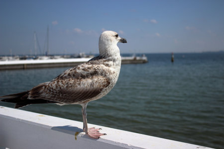 Seagull resting on white wooden railing at Sopot pier with calm Baltic Sea and marina in the background on a bright summer day in Poland.の写真素材