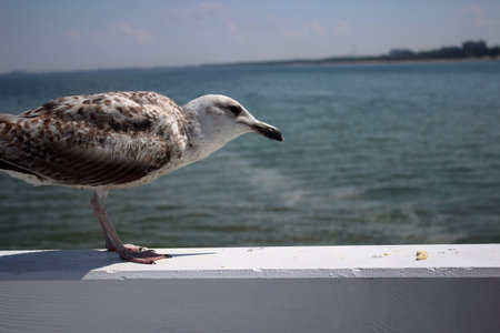 Curious seagull standing on white railing and reaching towards a human hand offering food, with the...