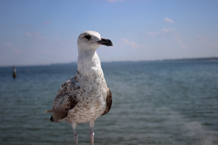 Seagull standing on a white wooden railing at the Sopot pier with calm blue sea and distant horizon in the background on a sunny summer day in Poland.の写真素材