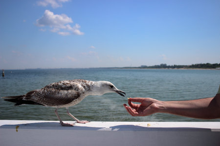 Curious seagull standing on white railing and reaching towards a human hand offering food, with the Baltic Sea and coastline in the background on a bright summer day in Sopot, Poland.の写真素材