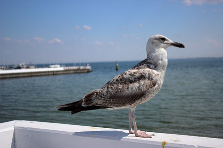 Seagull standing on white wooden railing above Baltic Sea at the pier in Sopot, Poland, with calm water and clear blue sky in the background.の写真素材