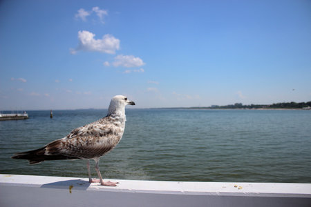 Seagull standing on white wooden railing above sea at the pier in Sopot, with calm water and clear blue sky in the background.の写真素材