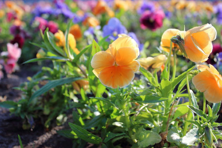 Vibrant multicolored flowers blooming in a city flowerbed in warm sunlight with a blurred fountain in the background. Bright pansies in orange, purple, red, and yellow tones creating a cheerful urban scene.の写真素材