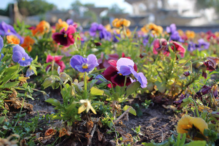 Vibrant multicolored flowers blooming in a city flowerbed in warm sunlight with a blurred fountain...