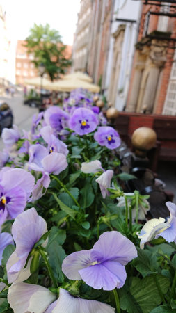 Gdansk, Poland. June 07, 2019. Purple and white pansy flowers in a street planter with historic buildings and cafe umbrellas blurred in the background.のeditorial素材