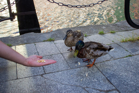 Person feeding ducks by hand on a stone riverside walkway near the water in the historic city...