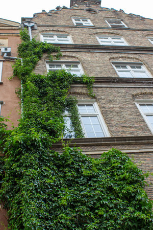 Historic brick building facade covered with green ivy climbing around windows creating urban nature...