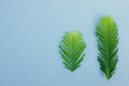Closeup of two bright green brunches with long soft needles-leaves on pastel blue background....