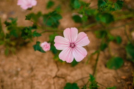 Macro photo of tender white and pink flower on the background of cracked yellow soil.