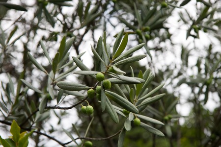 branch the olive tree the summer cloudy dayの写真素材