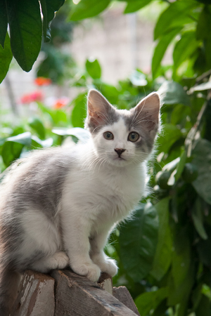 little kittens in summer beside green plantsの写真素材