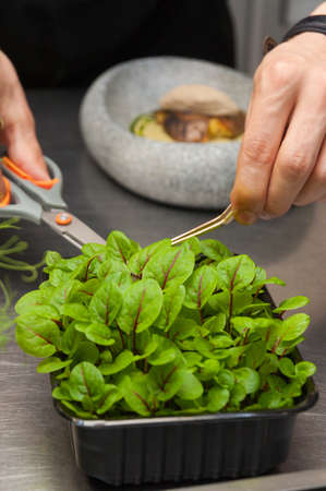 chef cuts off the micro-greenery in the restaurant when making a dishの写真素材