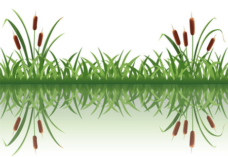 Lake reed is reflected in the water. Vector illustration of marsh grass, background.のイラスト素材