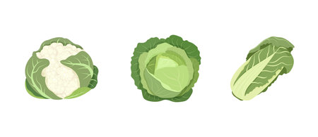 White cabbage, Peking cabbage, cauliflower isolated on white backgroundのイラスト素材