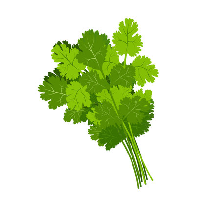 Bunch of coriander isolated on white. Edible plant.
