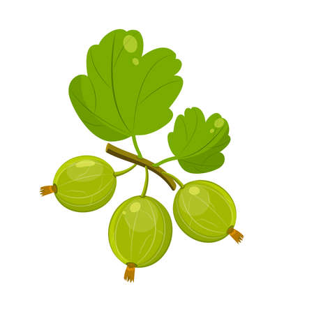Green gooseberry with leaves on branch. Bunch of green summer bush berries.のイラスト素材