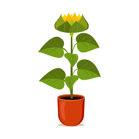 Sunflower grows in a flower pot. Vector illustration of cartoon yellow flower.のイラスト素材