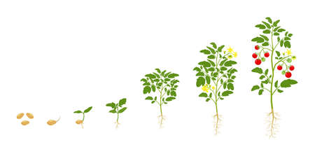 Tomato growth. Stages of growing vegetables from seed to flowering and harvest.のイラスト素材