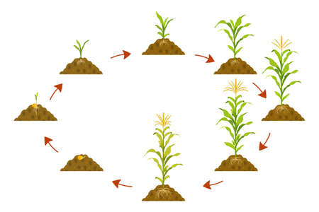 Cycle growth of corn in circle with arrows pointers. Stages of crop growth from seed to harvest.のイラスト素材