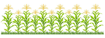Corn plantation. Vector illustration of sweet corn sprouting in field.のイラスト素材