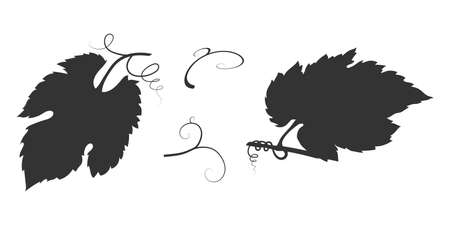 Vine leaf silhouette with vine. Vector illustration of shadow fruit vegetation.のイラスト素材