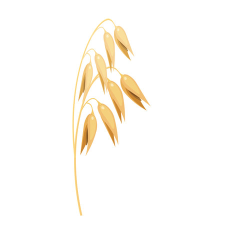 Oat spike. Vector illustration of a cereal plant. Grain cultureのイラスト素材