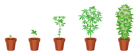 Cannabis growth in flower pot step by step. Marijuana sprouting infographic. Ganja sowing and growth cycleのイラスト素材