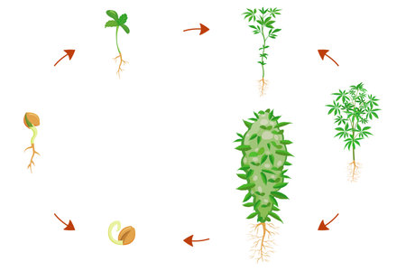Cannabis germination stages. Cannabis growth infographic. Plant growing cycleのイラスト素材