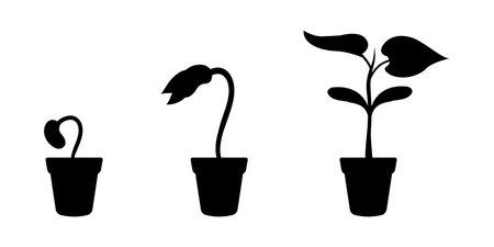 Silhouette growth of young sprout in flower pot. Seed germination stages. Seedling development infographicのイラスト素材
