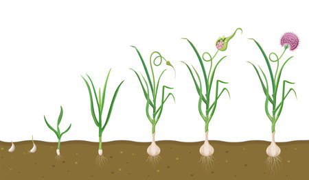 Growth of garlic in soil. Cycle of growing vegetables. Plant growth cycle in biologyのイラスト素材
