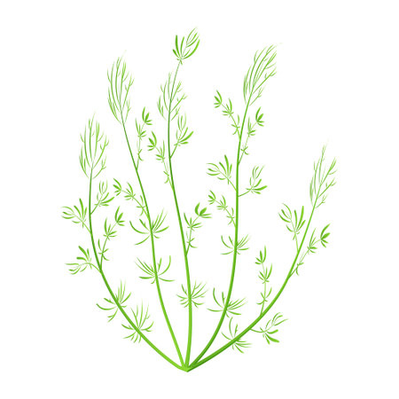 Marine green algae. Aquarium plant isolated on white background. Vector illustration hornwortのイラスト素材