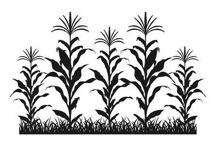 Maize field silhouette. Corn farm black vector illustration. Cultivation of cropsのイラスト素材