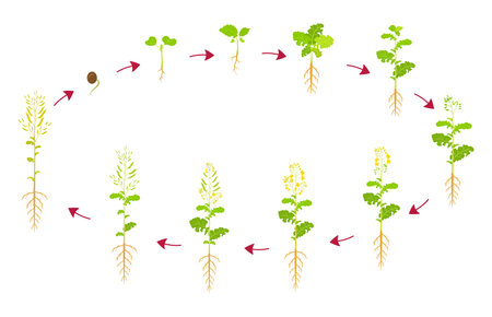 Canola growth cycle. Development phases of rapeseed are from seed to harvest. Growing oilseed crops.のイラスト素材