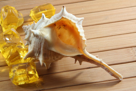 shell