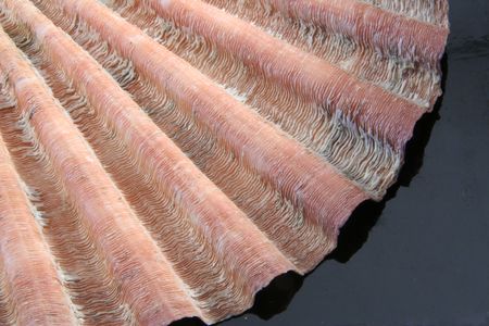 shellの写真素材