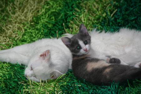 cats